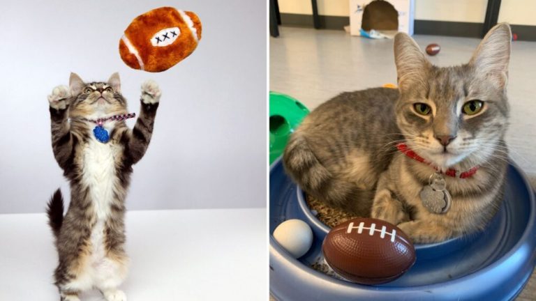 GAC Family Announces ‘Great American Rescue Bowl’ After Kitten Bowl